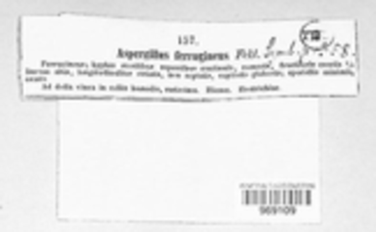 Aspergillus ferrugineus image